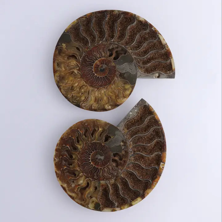 Ammonite Pair
