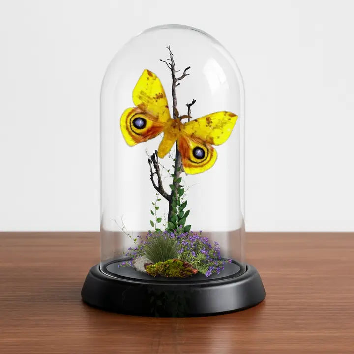 Io Moth (Automeris io) Diorama