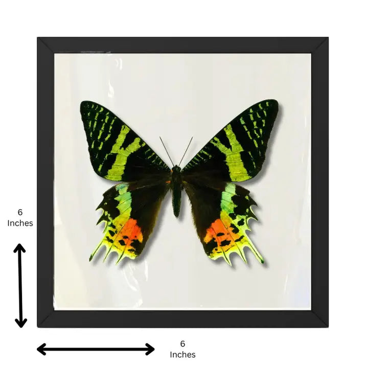 Real Madagascan Sunset Moth – 6x6 Shadowbox Chrysiridia Sp.