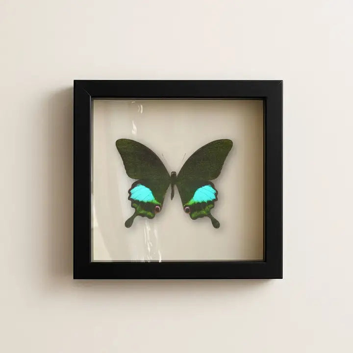 Real Paris Peacock Swallowtail – 9x9 Shadowbox Papilio Paris