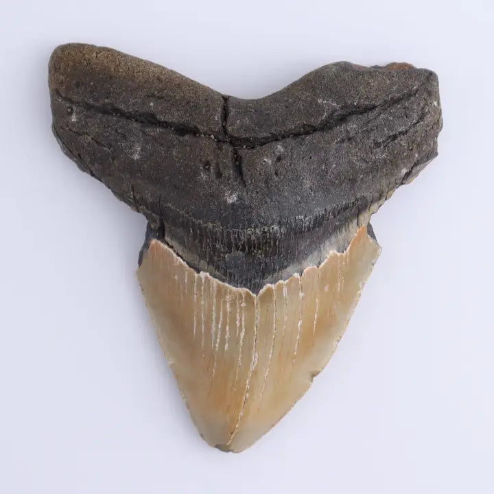 Megalodon Tooth