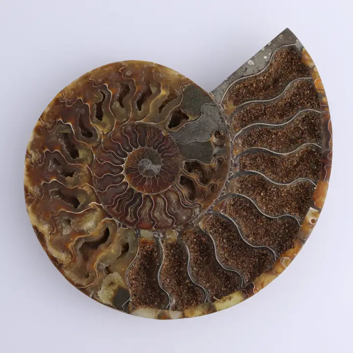 Ammonite Pair
