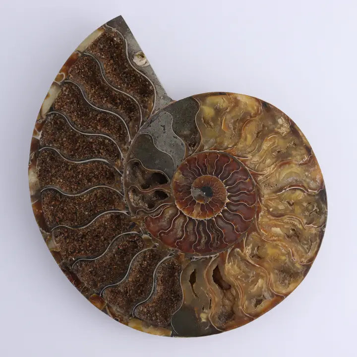 Ammonite Pair