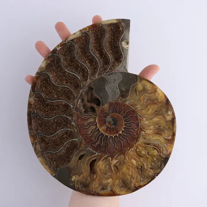 Ammonite Pair