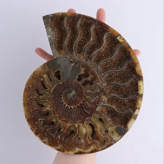 Ammonite Pair