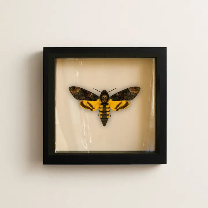 Death's-head Hawkmoth