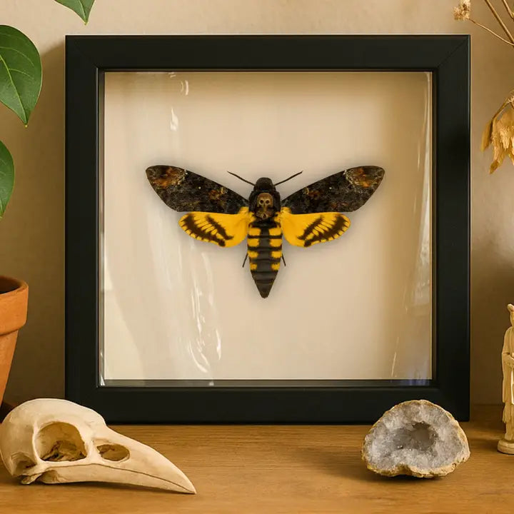Death's-head Hawkmoth
