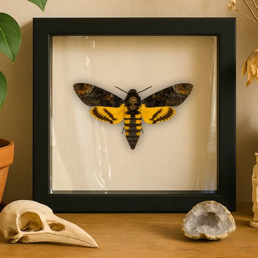 Death's-head Hawkmoth