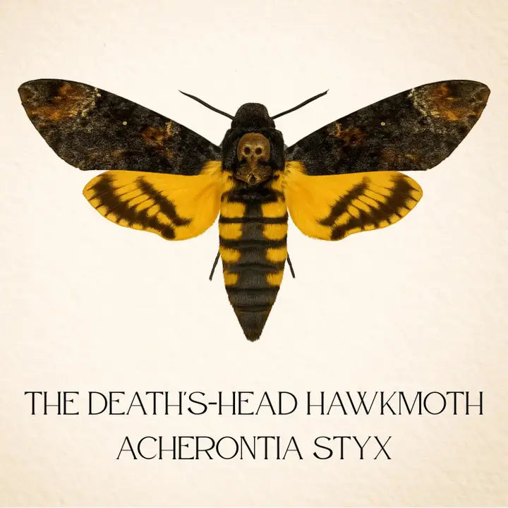 Death's-head Hawkmoth