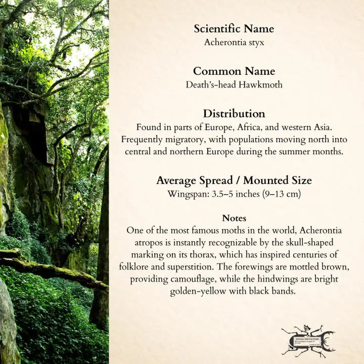 Death's-head Hawkmoth