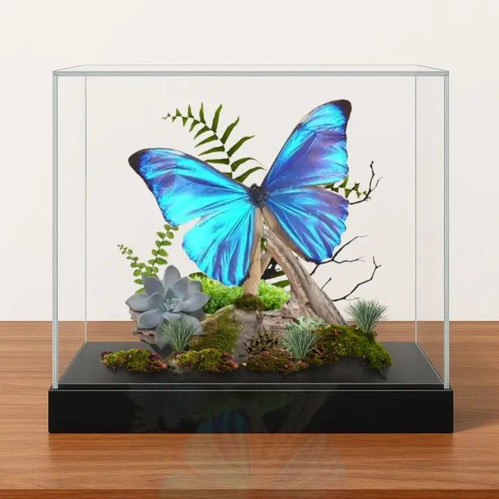 Real Morpho Aurora Butterfly Diorama South America  - 6x8x6