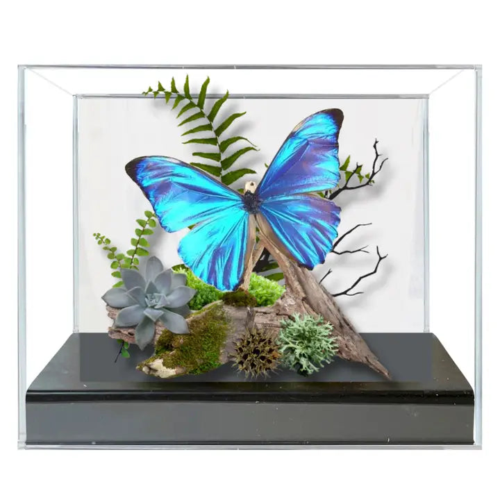 Real Morpho Aurora Butterfly Diorama South America  - 6x8x6