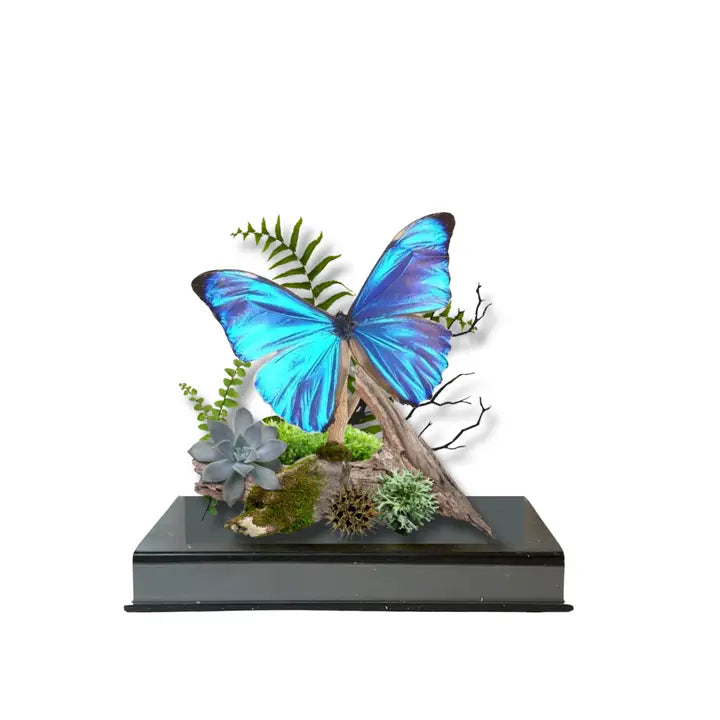 Real Morpho Aurora Butterfly Diorama South America  - 6x8x6