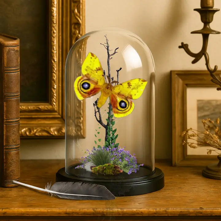 Io Moth (Automeris io) Diorama