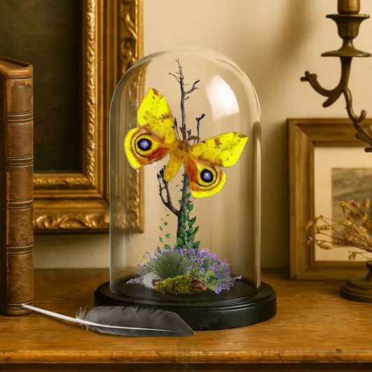 Io Moth (Automeris io) Diorama