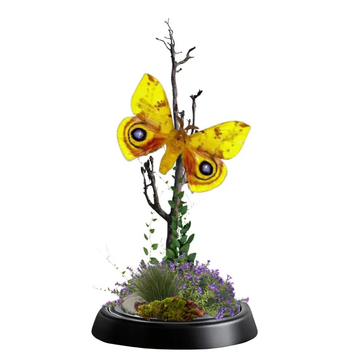 Io Moth (Automeris io) Diorama