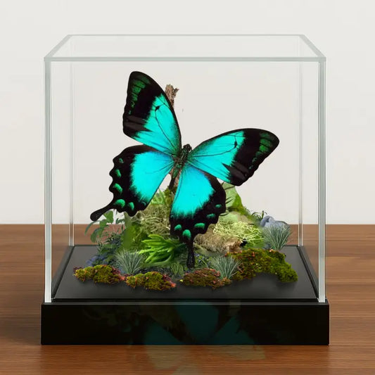 Real Blue/Green Swallowtail Butterfly Diorama -6x6x6 Inch