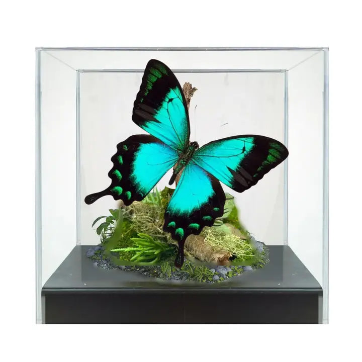 Real Blue/Green Swallowtail Butterfly Diorama -6x6x6 Inch