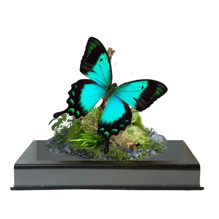 Real Blue/Green Swallowtail Butterfly Diorama -6x6x6 Inch