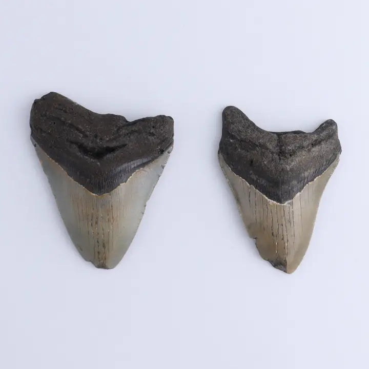 Megalodon Teeth Set of 2