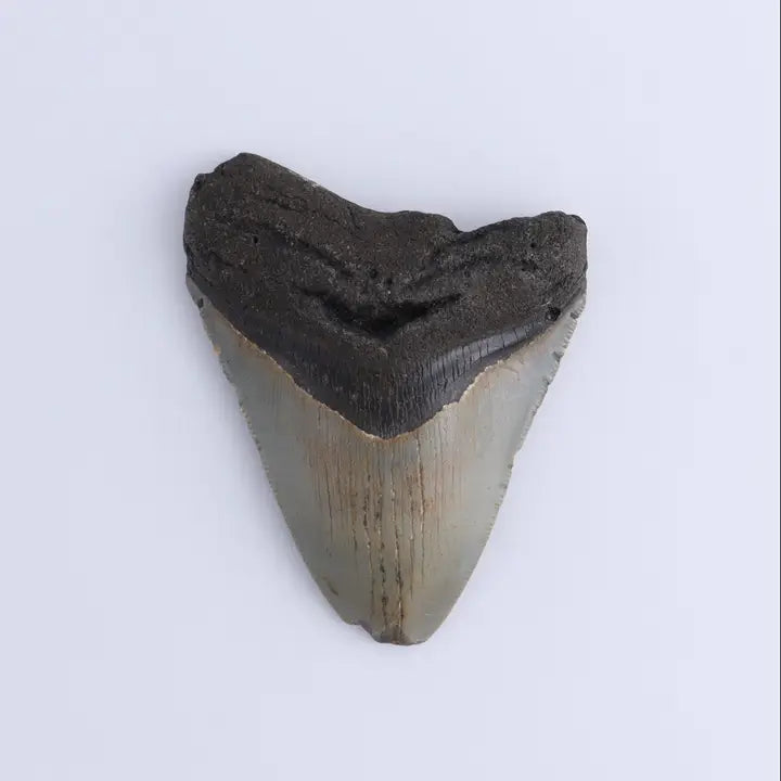 Megalodon Teeth Set of 2