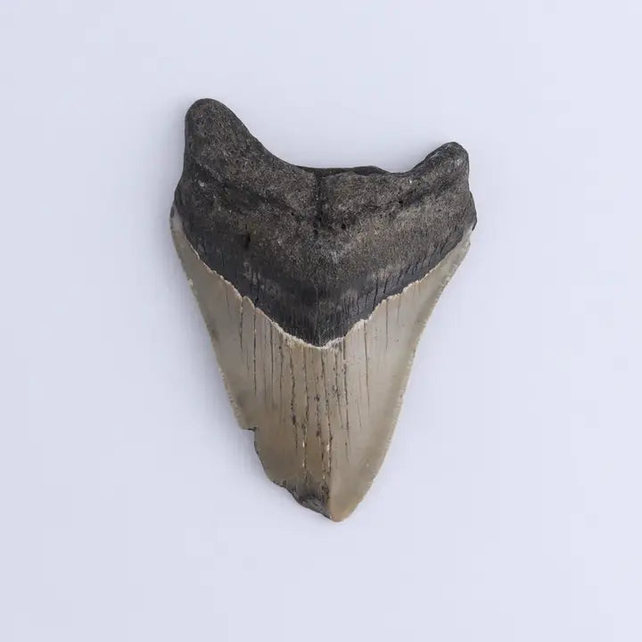 Megalodon Teeth Set of 2