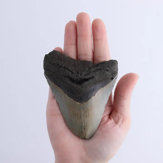 Megalodon Teeth Set of 2
