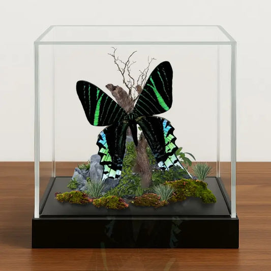 Real - Moth Diorama -6X6X6 Inch Diorama - Urania Leilus