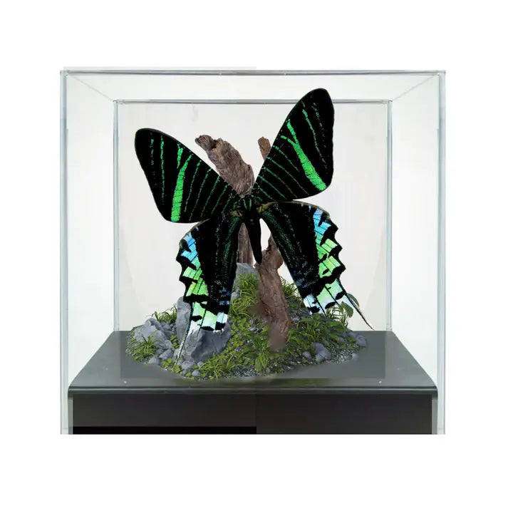 Real - Moth Diorama -6X6X6 Inch Diorama - Urania Leilus