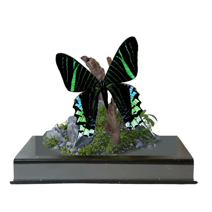 Real - Moth Diorama -6X6X6 Inch Diorama - Urania Leilus