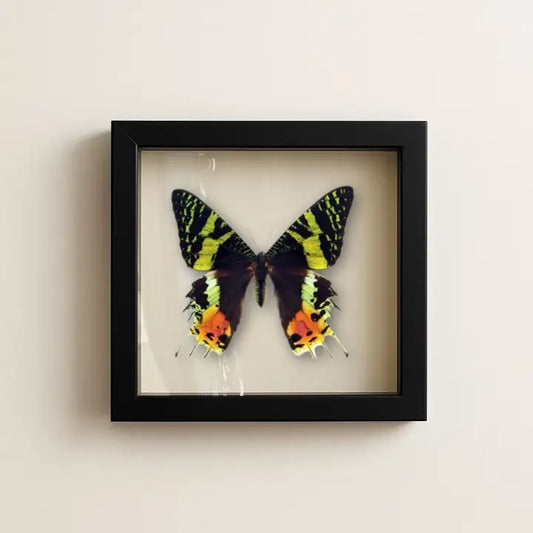 Real Madagascan Sunset Moth – 6x6 Shadowbox Chrysiridia Sp.