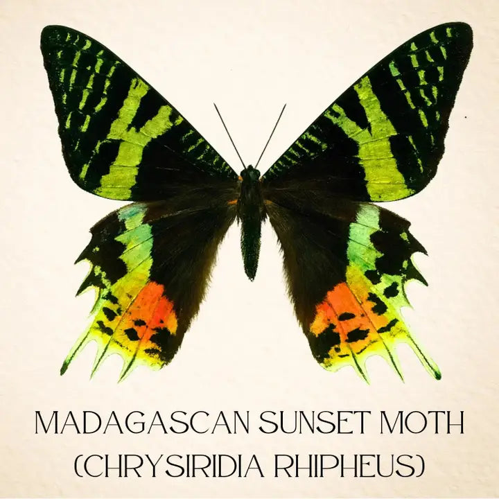Real Madagascan Sunset Moth – 6x6 Shadowbox Chrysiridia Sp.