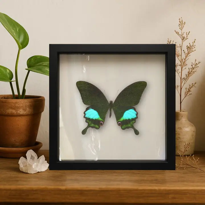 Real Paris Peacock Swallowtail – 9x9 Shadowbox Papilio Paris