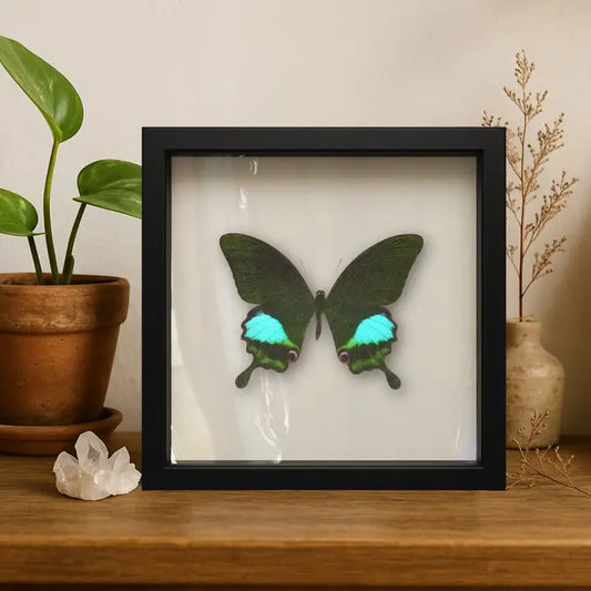 Real Paris Peacock Swallowtail – 9x9 Shadowbox Papilio Paris
