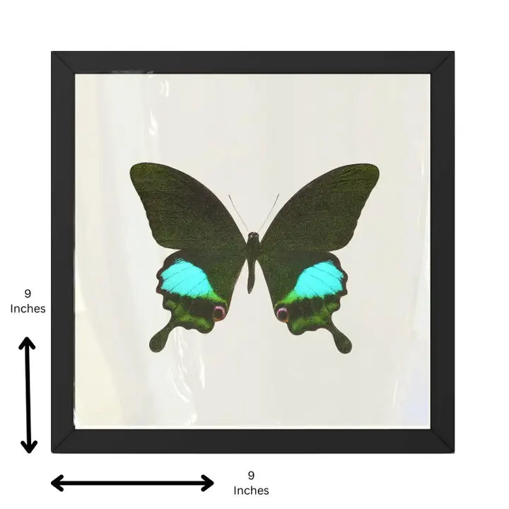 Real Paris Peacock Swallowtail – 9x9 Shadowbox Papilio Paris