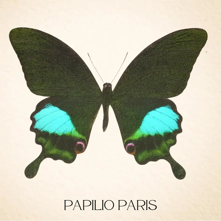 Real Paris Peacock Swallowtail – 9x9 Shadowbox Papilio Paris
