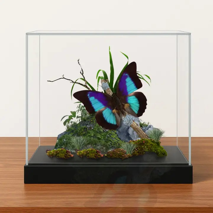 Real Prepona Butterfly Diorama - 6x8x6 in