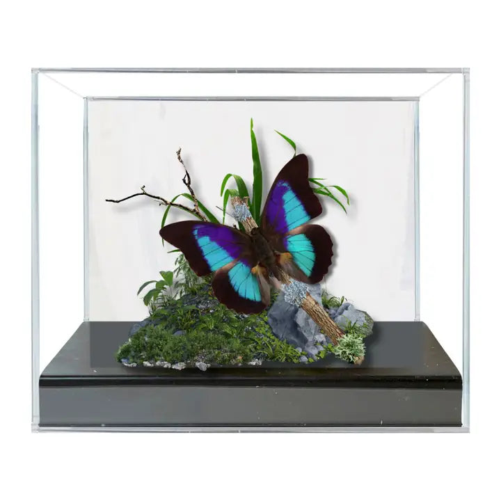 Real Prepona Butterfly Diorama - 6x8x6 in