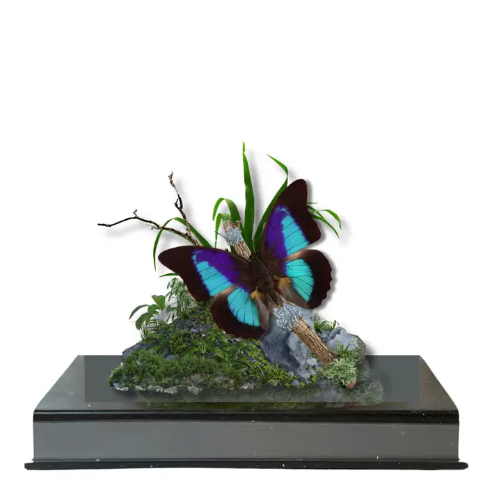 Real Prepona Butterfly Diorama - 6x8x6 in