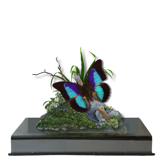 Real Prepona Butterfly Diorama - 6x8x6 in