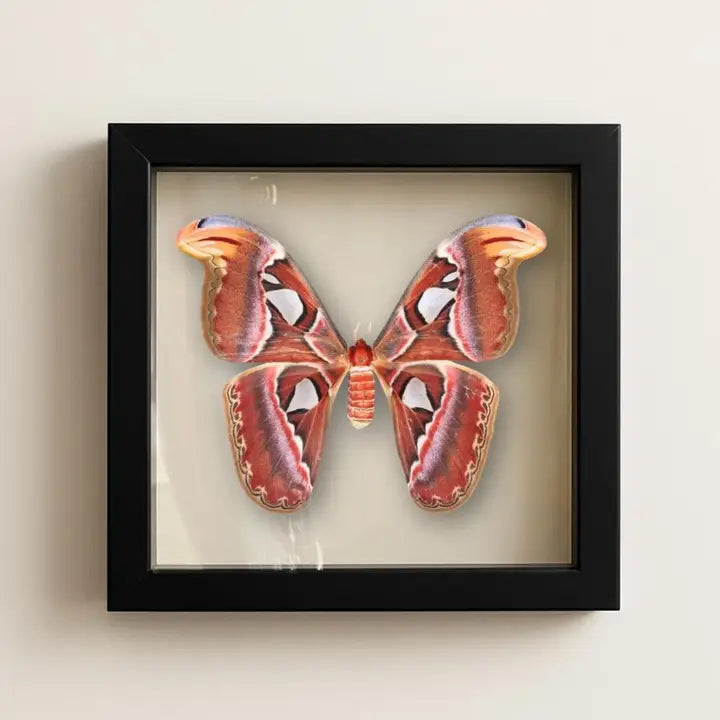 Real Atlas Moth – 12x12 Shadowbox (Attacus Atlas) Female