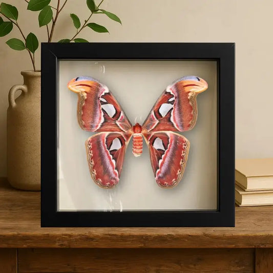 Real Atlas Moth – 12x12 Shadowbox (Attacus Atlas) Female