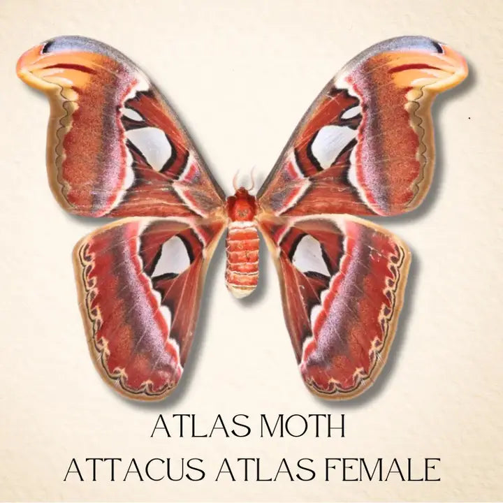 Real Atlas Moth – 12x12 Shadowbox (Attacus Atlas) Female