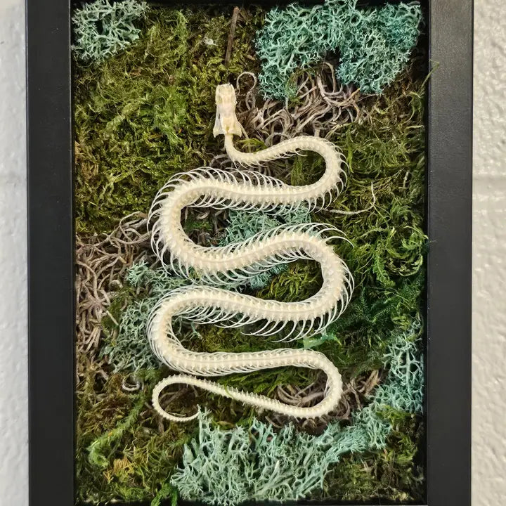Framed Snake Skeleton