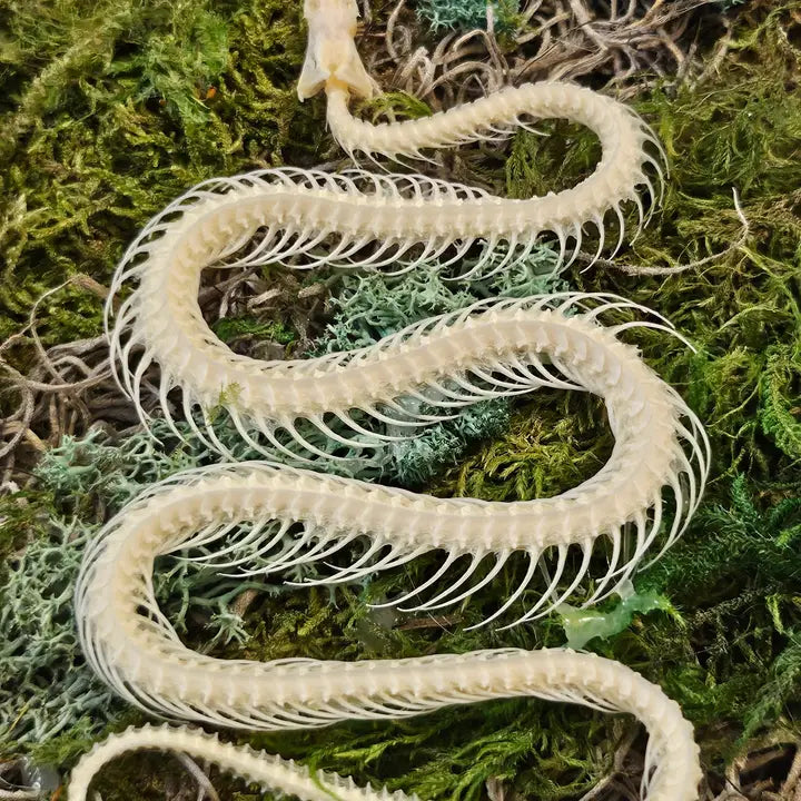 Framed Snake Skeleton