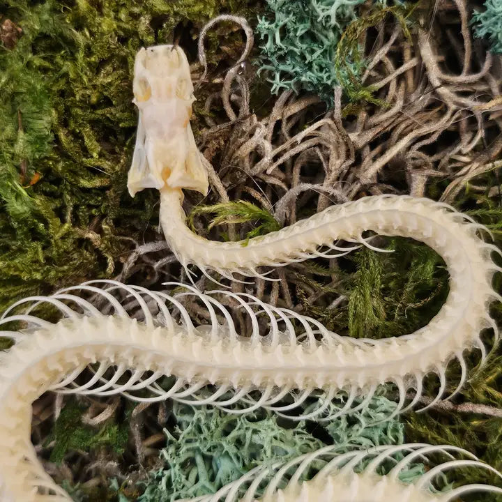Framed Snake Skeleton