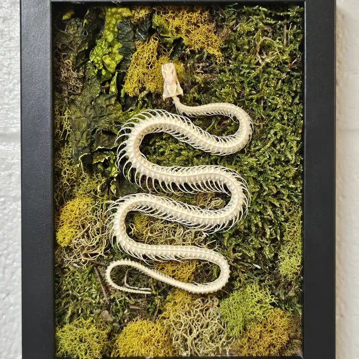 Framed Snake Skeleton