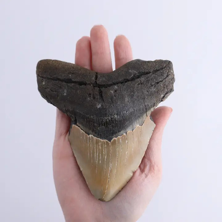 Megalodon Tooth