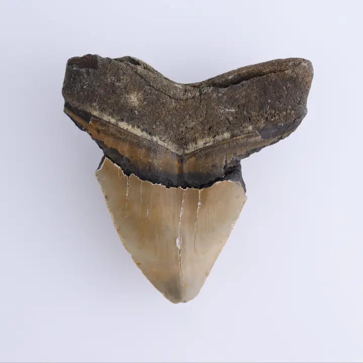 Megalodon Tooth